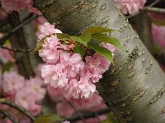 flowers09a (11)